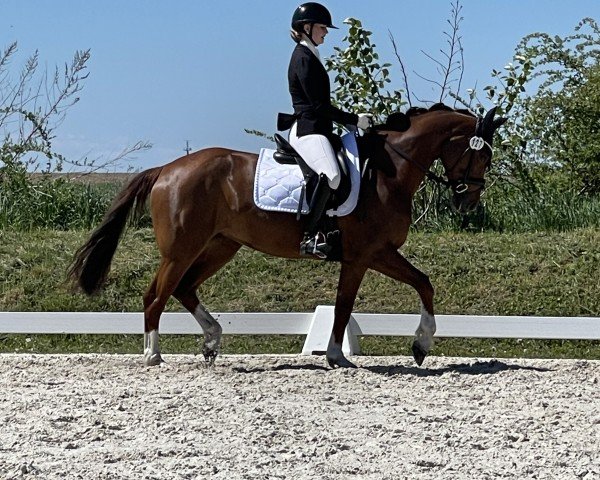 dressage horse Darelia (German Sport Horse, 2019, from Dante's Stern)