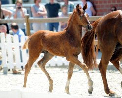 dressage horse Aperol 17 (Westphalian, 2017, from Arango)