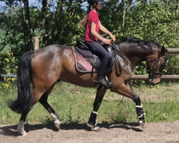dressage horse Don Rico (German Riding Pony, 2021, from Danny Zuko)