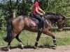 dressage horse Don Rico (German Riding Pony, 2021, from Danny Zuko)