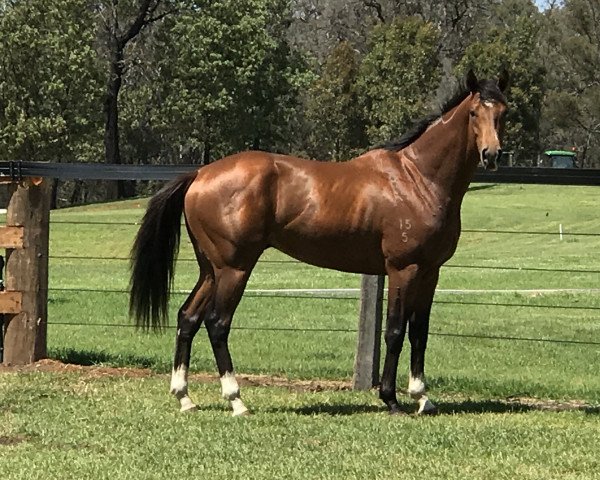 stallion The Autumn Sun xx (Thoroughbred, 2015, from Redoute's Choice xx)