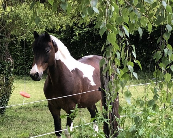 dressage horse Maitur (Lewitzer, 2004, from Munser III)