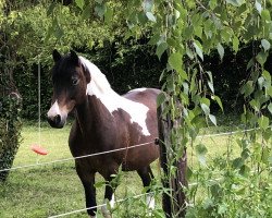 dressage horse Maitur (Lewitzer, 2004, from Munser III)