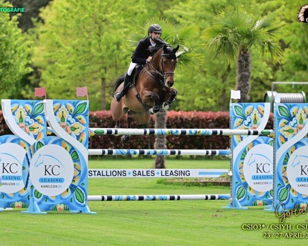 jumper Amelie (Westphalian, 2015, from A La Carte NRW)
