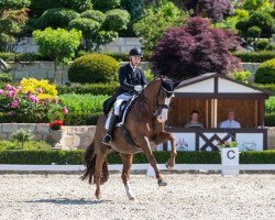 dressage horse Sir John 22 (Bavarian, 2006, from Sir Donnerhall I)