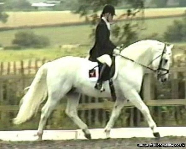 Deckhengst Rosenaharley Laughris (Connemara-Pony, 1990, von Atlantic Swirl)