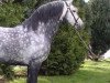 Deckhengst Corrib Prince (Connemara-Pony, 1997, von Slaney)