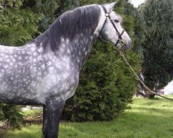 stallion Corrib Prince (Connemara Pony, 1997, from Slaney)