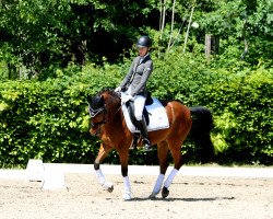 Dressurpferd Velvet Dancer 5 (Deutsches Reitpony, 2014, von Valido's Highlight)