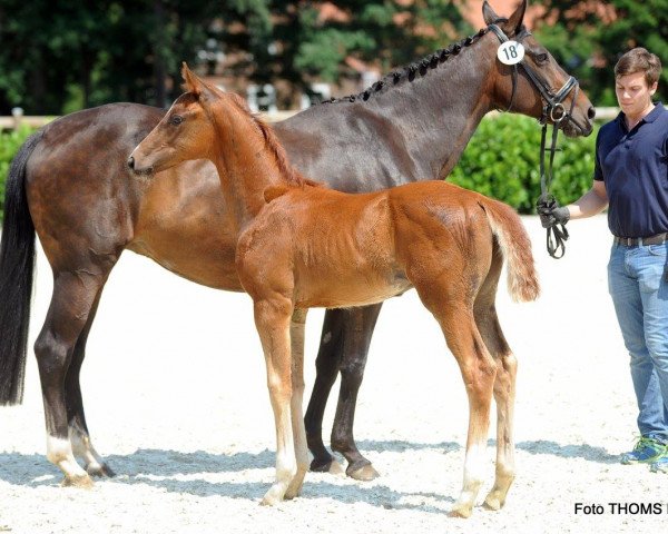 dressage horse Friendsscout (Westphalian, 2017, from Fürst Larino)