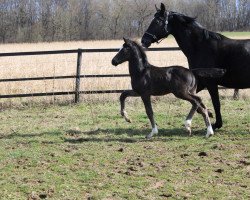 dressage horse Florian CB (German Warmblood, 2021, from Fuechtels Floriscount OLD)