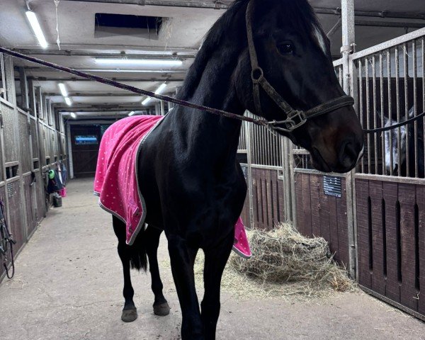 broodmare Celina KH (Holsteiner, 2021, from Central Park 6)