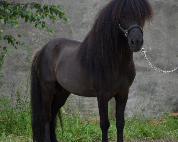 Deckhengst S.O.L.M. Neptunes Bruno (Nederlands Mini Paarden, 2008, von MH Neptunus)