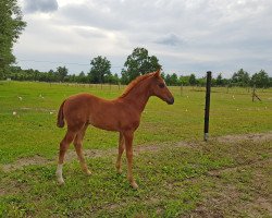 broodmare Con Caya (Oldenburg, 2020, from Governor-Str)