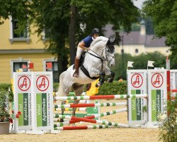 Springpferd Ll Cool Jay (Österreichisches Warmblut, 2014)