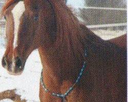 broodmare Ranka ox (Arabian purebred, 1993, from Veresk 1983 ox)