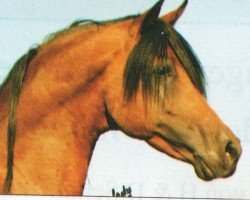Deckhengst El Thay Anas ox (Vollblutaraber, 1986, von El Thay Masoud ox)