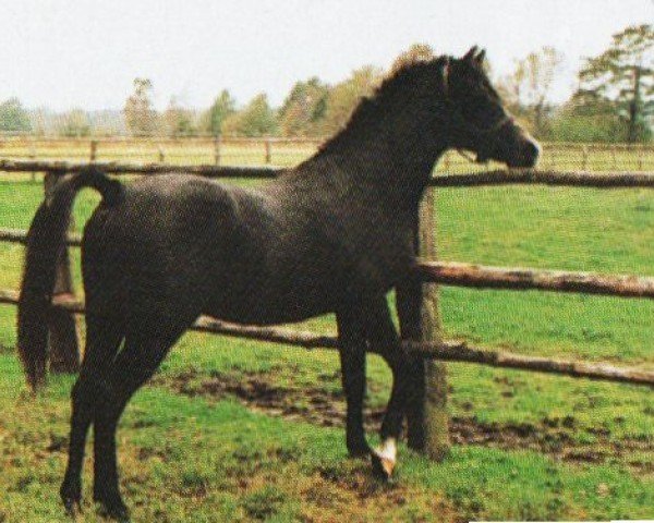 Pferd Tumay ox (Vollblutaraber, 1988, von Saymoon)