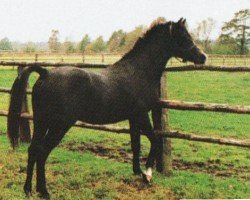 horse Tumay ox (Arabian purebred, 1988, from Saymoon)
