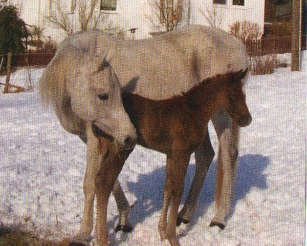 broodmare Malacha El Nil EAO (Arabian purebred, 1995, from Malik El Nil EAO)