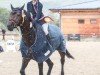 jumper Darido (Holsteiner, 2015, from Diarado)