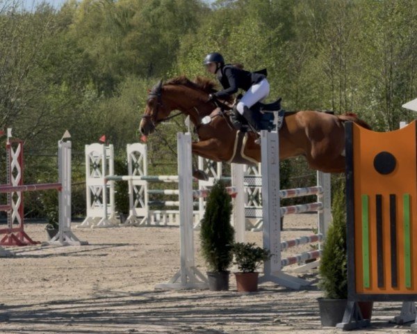 jumper Roter Rolf (Holsteiner, 2018, from Casall Ask)