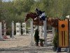 Springpferd Roter Rolf (Holsteiner, 2018, von Casall Ask)