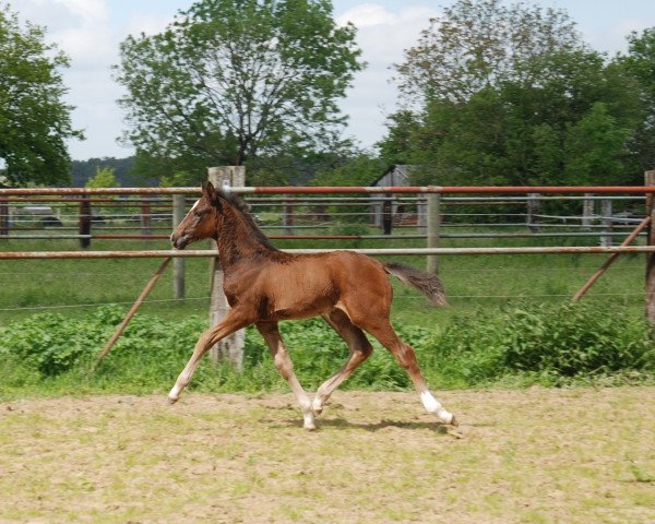 Dressurpferd Lady Grazia - W (Oldenburger, 2021, von Global Player OLD)