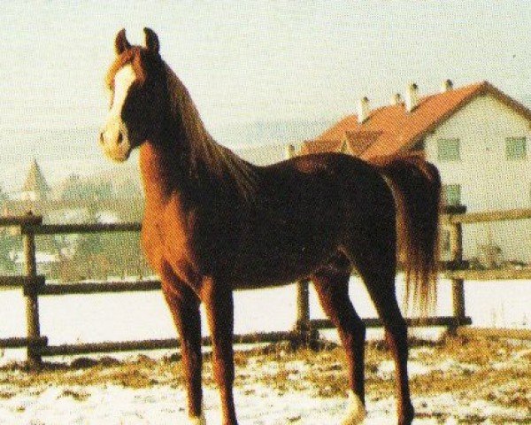horse Karish Ibn Abdallah (Arabian, 1985, from Abdallah EAO)