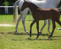 foal by So Beautiful (Holsteiner, 2024, from Casallco)