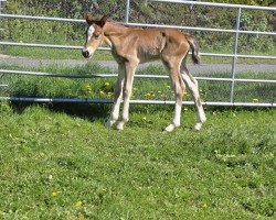 foal by Veritas Oz Lumaris (Welsh-Cob (Sek. D), 2025, from Cornwall Optimus Prime WE)