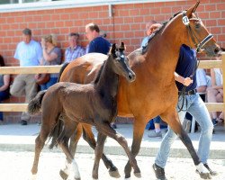 dressage horse For Your Eyes Only (Westphalian, 2017, from For Final)