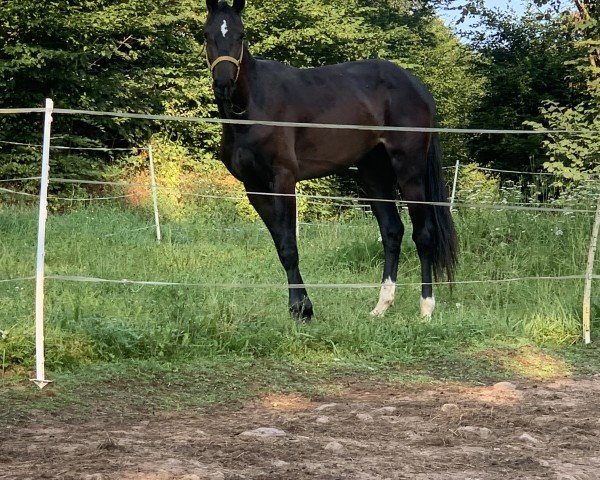 jumper Colibri KH (Holsteiner, 2022, from Central Park 6)