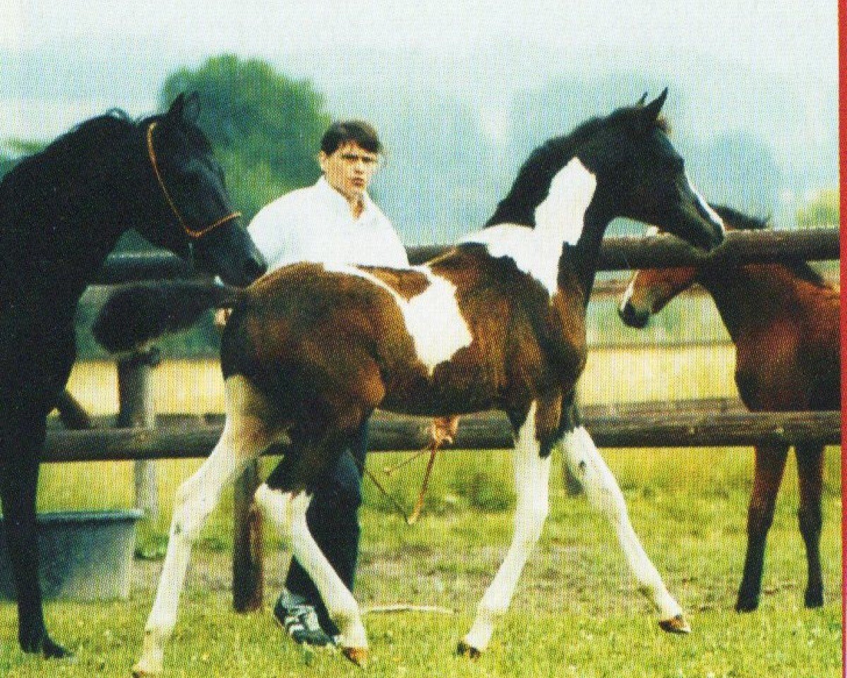 Springpferd Nando (Deutsches Reitpony, 2006, von Navoy D)