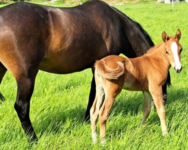 foal Little Diva BS (German Riding Pony, 2024, from Little Milton 12)