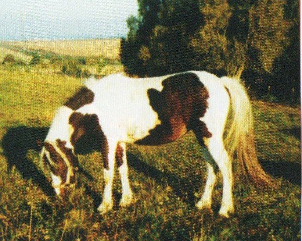 dressage horse Polantis (Lewitzer, 2004, from Partner)