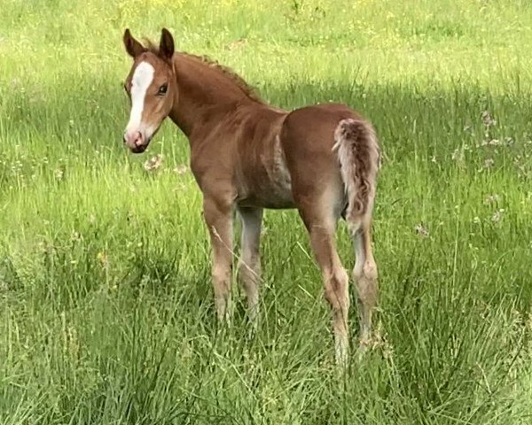 Pferd Top Timing (Welsh Pony (Sek.B), 2021, von Thaddeus)