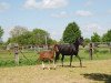 broodmare Lady Evergreen vom Wellberg (Westphalian, 2014, from Everdale)