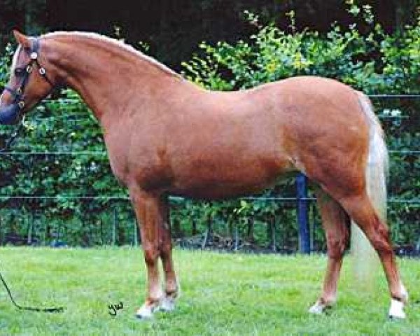 Zuchtstute Wildzang's Royal Charm (Welsh Pony (Sek.B), 1999, von Sarnau Pelydrog)