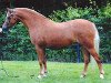 broodmare Wildzang's Royal Charm (Welsh-Pony (Section B), 1999, from Sarnau Pelydrog)