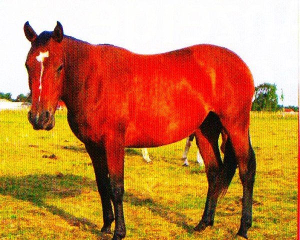 horse Summer (Quarter Horse, 2004, from Tidy's Little King)
