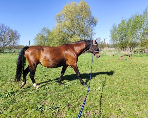 broodmare Kaskade (German Sport Horse, 2010, from Cres Kando)