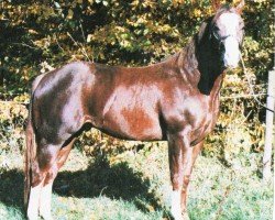 Pferd Sonny On Tour (Quarter Horse, 1996, von Contoured)