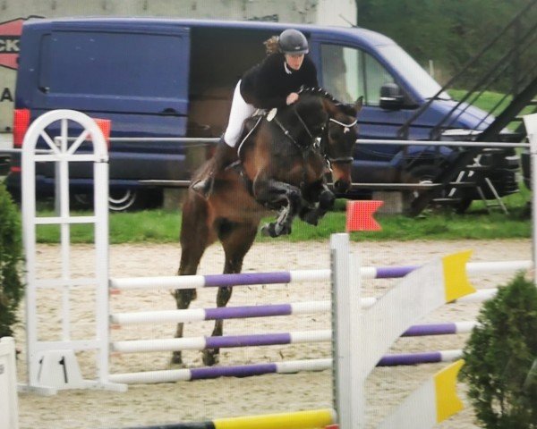 jumper I´m the One (anglo european sporthorse, 2019, from Banagro M)