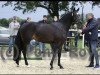 broodmare Magalie 8 (German Riding Pony, 2017, from Movie Star)