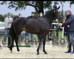 broodmare Magalie 8 (German Riding Pony, 2017, from Movie Star)