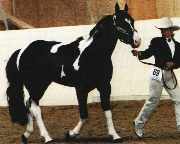 Pferd Hot Chocolate McCue (Paint Horse, 1995, von Cadillac Mc Cue)