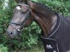 jumper Peryno (Hanoverian, 2015, from Perigueux)