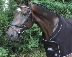 jumper Peryno (Hanoverian, 2015, from Perigueux)