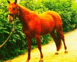 horse Hobbit (Quarter Horse, 2001, from Checkmate Hobby)